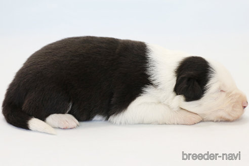 成約済の神奈川県のボーダーコリー-274594の7枚目